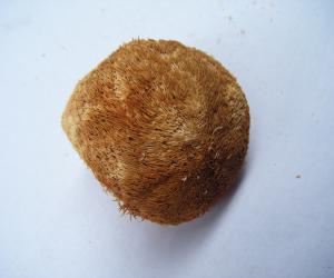 猴頭菇